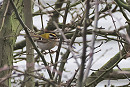 Firecrest - Harry Appleyard.