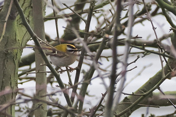 Bird sightings Friday, 13 March 2026