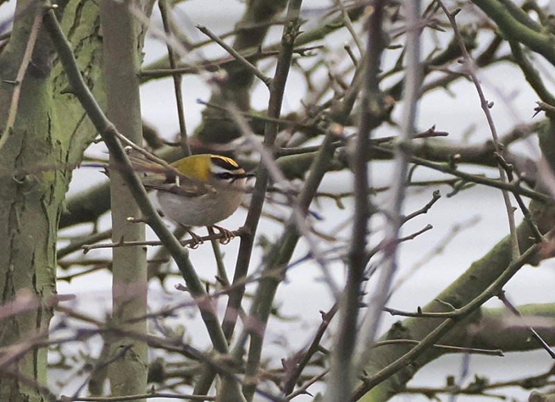 Firecrest - Harry Appleyard.