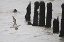 Fulmar - Harry Appleyard.