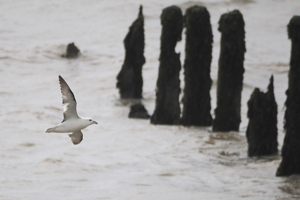 Bird sightings Wednesday, 10 June 2026