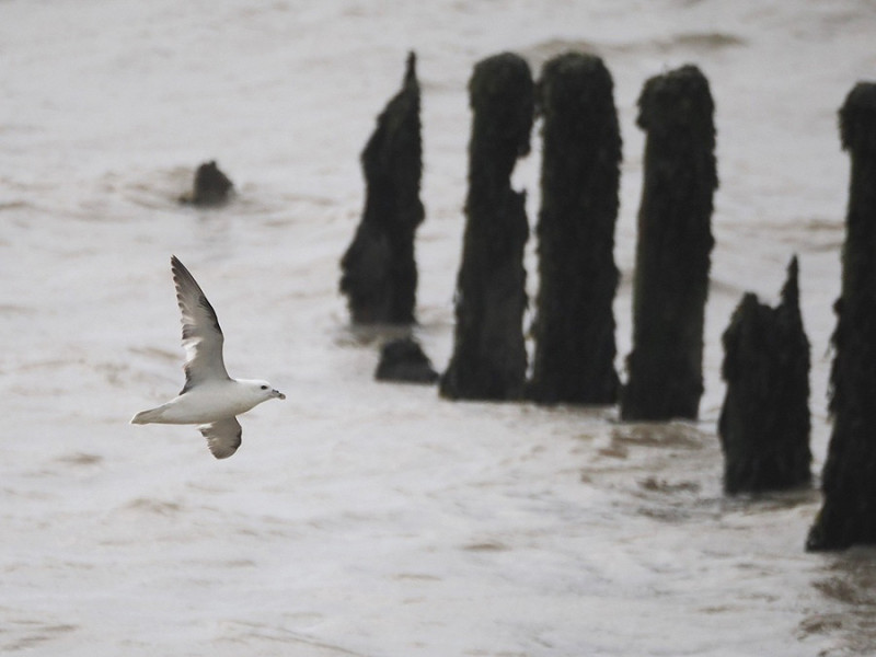 Fulmar - Harry Appleyard.
