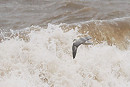 Fulmar - Harry Appleyard.