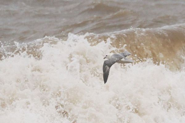 Bird sightings Friday, 15 May 2026
