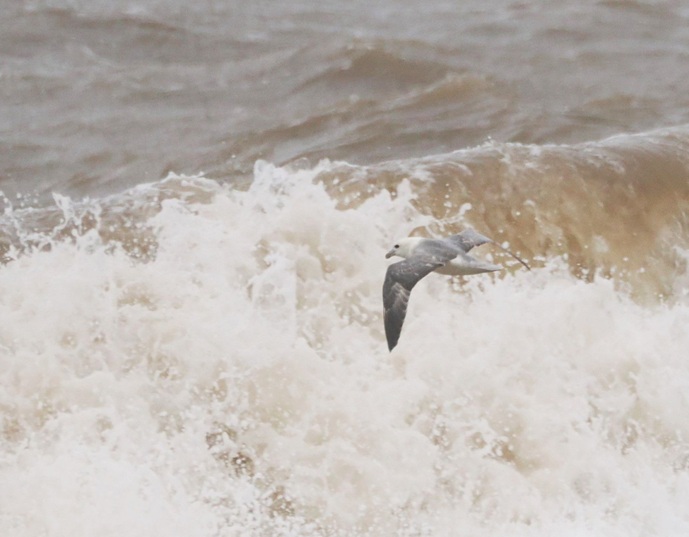 Fulmar - Harry Appleyard.