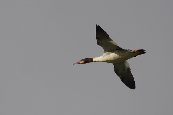 Bird sightings Thursday, 30 October 2025