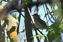 Garden Warbler - Harry Appleyard.