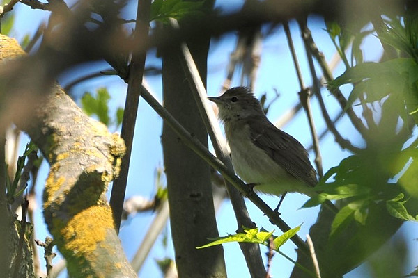 Garden Warbler - Harry Appleyard.