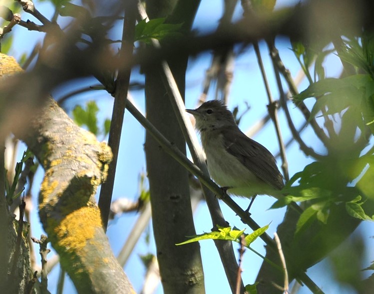 Garden Warbler - Harry Appleyard.