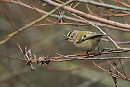 Goldcrest - Harry Appleyard.