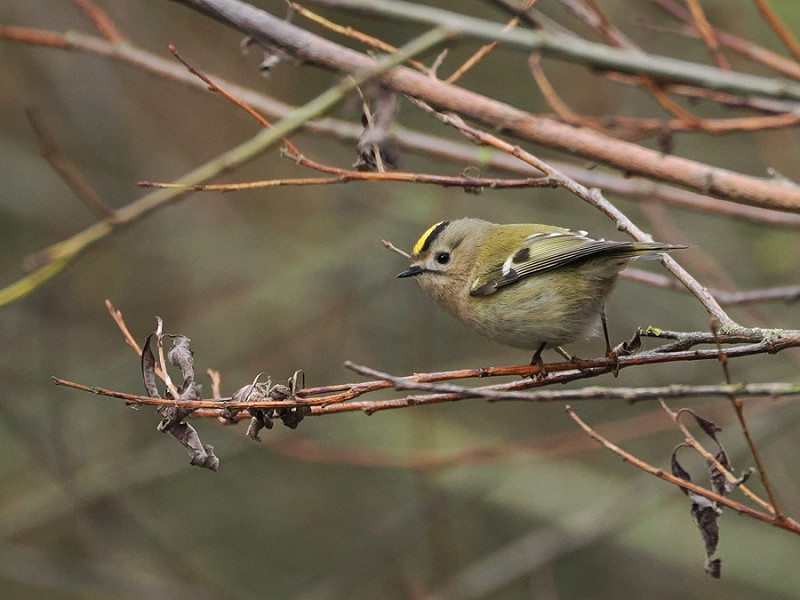 Goldcrest - Harry Appleyard.