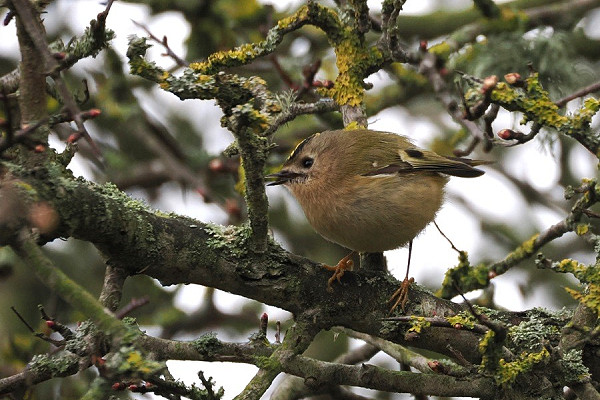 Bird sightings Friday, 14 March 2025