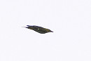 Golden Oriole - Harry Appleyard.