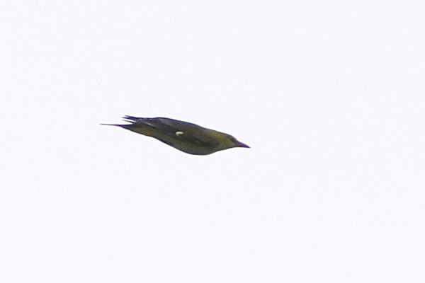 Golden Oriole - Harry Appleyard.