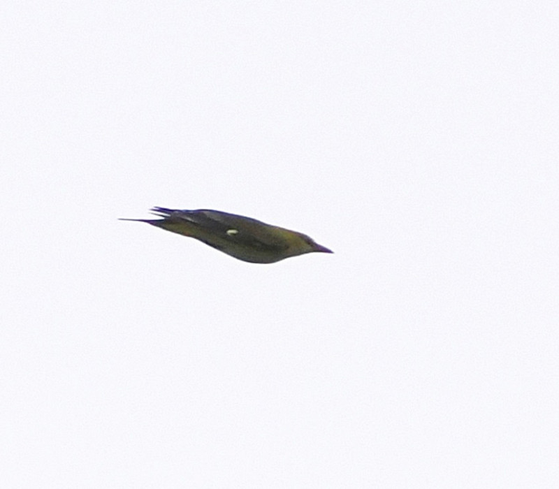 Golden Oriole - Harry Appleyard.