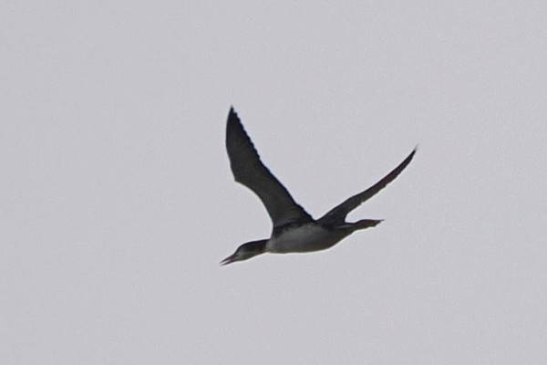 Great Northern Diver - Harry Appleyard.