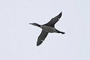 Great Northern Diver  - Harry Appleyard.