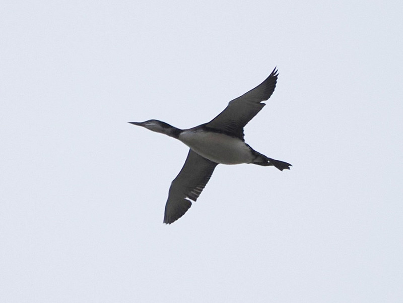 Great Northern Diver  - Harry Appleyard.