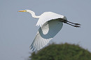 Great white Egret - Harry Appleyard.