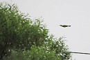 Green Woodpecker - Harry Appleyard,