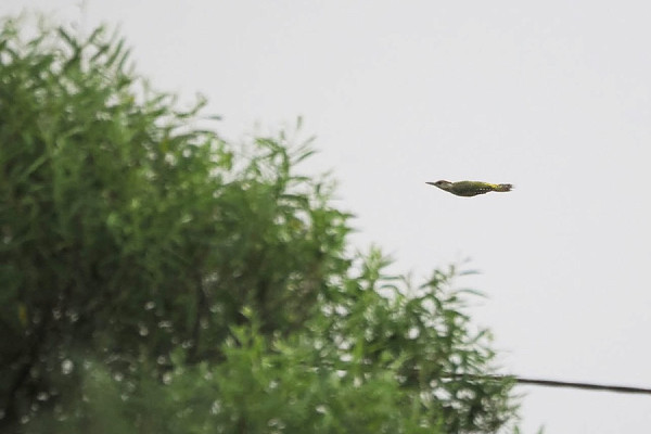 Green Woodpecker - Harry Appleyard,