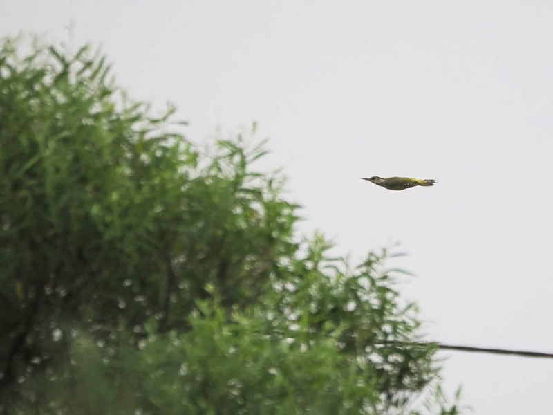 Green Woodpecker - Harry Appleyard,