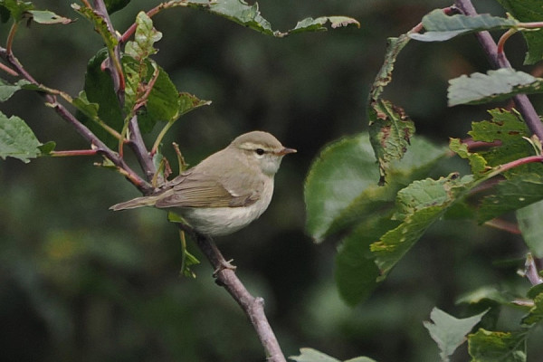 Greenish Warbler - Harry Appleyard.