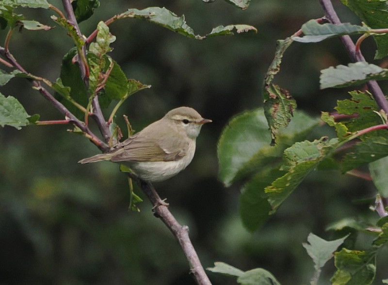 Greenish Warbler - Harry Appleyard.