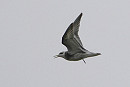 Grey Phalarope - Harry Appleyard.