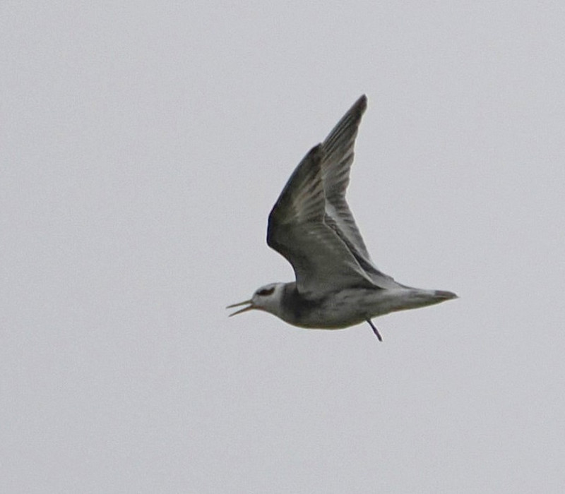 Grey Phalarope - Harry Appleyard.