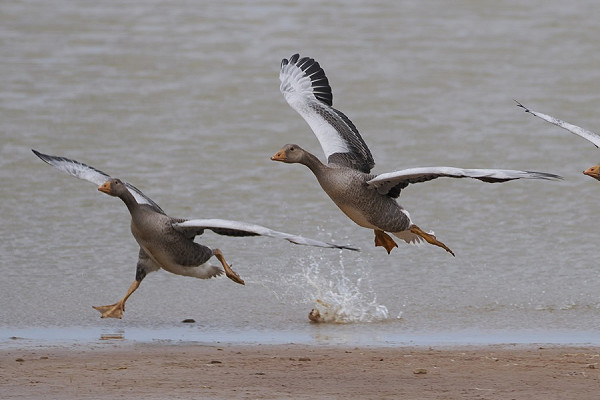 Greylag Geese - Harry Appleyard.