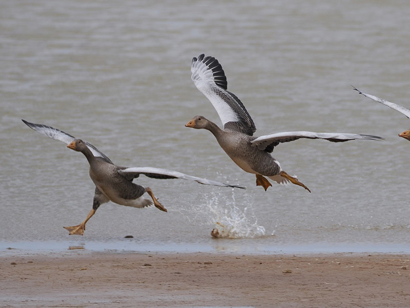 Greylag Geese - Harry Appleyard.