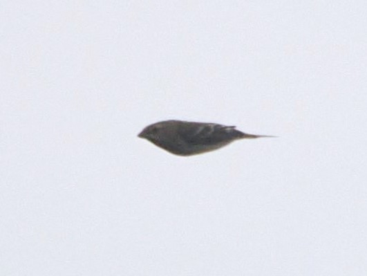 Common Rosefinch - Harry Appleyard.