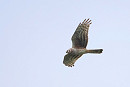 Hen Harrier - Harry Appleyard.