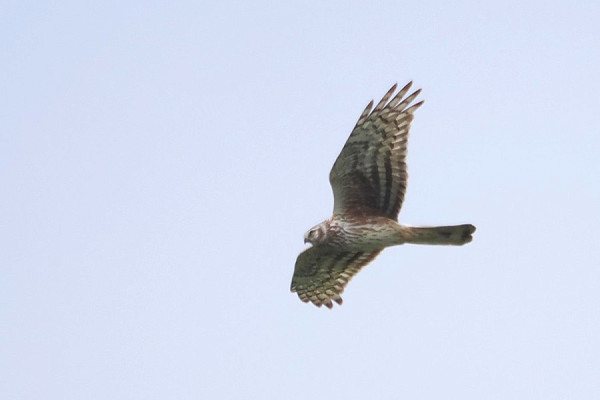 Hen Harrier - Harry Appleyard.