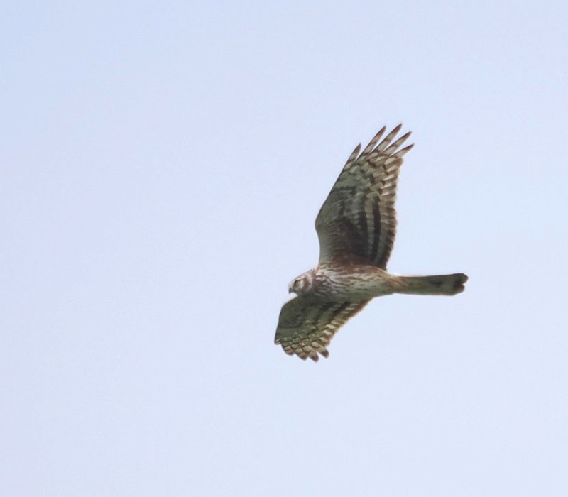 Hen Harrier - Harry Appleyard.