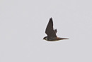 Hobby - Harry Appleyard.