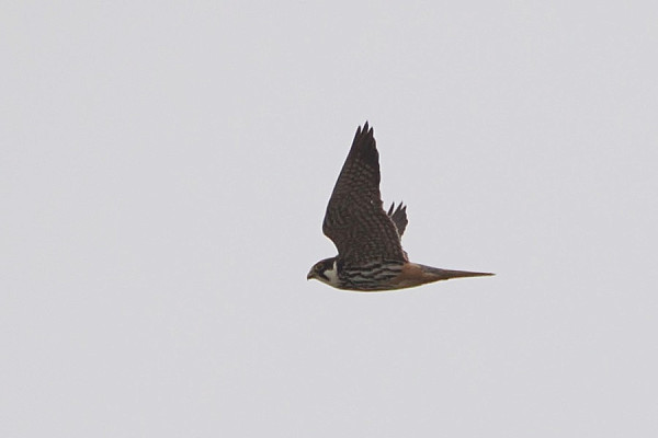 Bird sightings Thursday, 26 June 2025