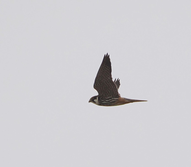 Hobby - Harry Appleyard.