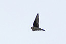 House Martin - Harry Appleyard.