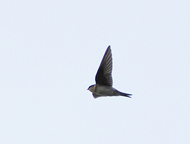 House Martin - Harry Appleyard.