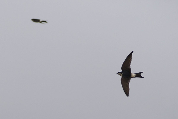 Latest sightings