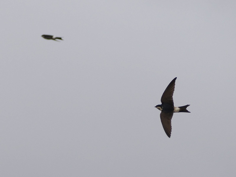 House Martins - Harry Appleyard.