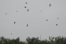 House Martins - Harry Appleyard.