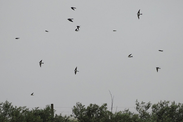 House Martins - Harry Appleyard.