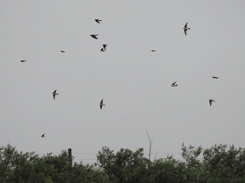 House Martins - Harry Appleyard.