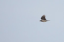 Hybrid Carrion x Hooded Crow - Harry Appleyard.