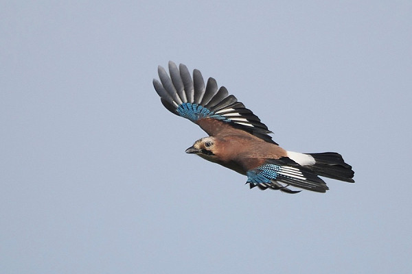 Bird sightings Monday, 07 September 2026