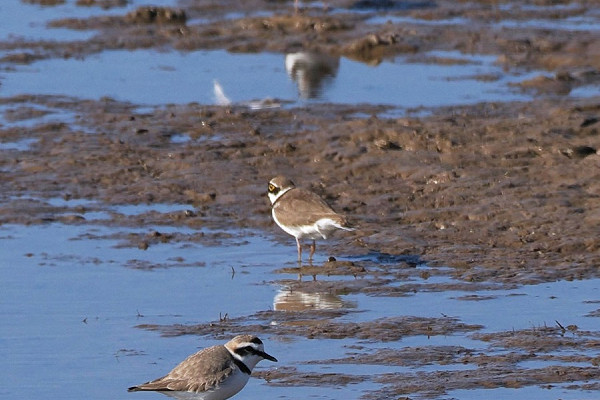 Kentish Plover, Little-ringed Plover and Ringed Plover - Harry Appleyard.