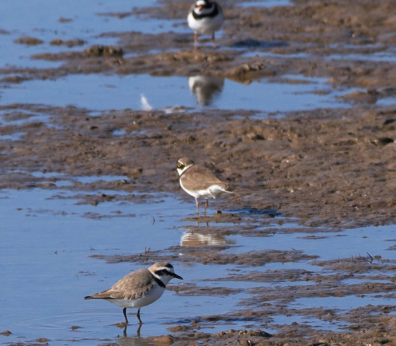 Kentish Plover, Little-ringed Plover and Ringed Plover - Harry Appleyard.
